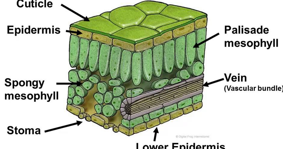 Jaringan Daun Dan Fungsinya - Perumperindo.co.id