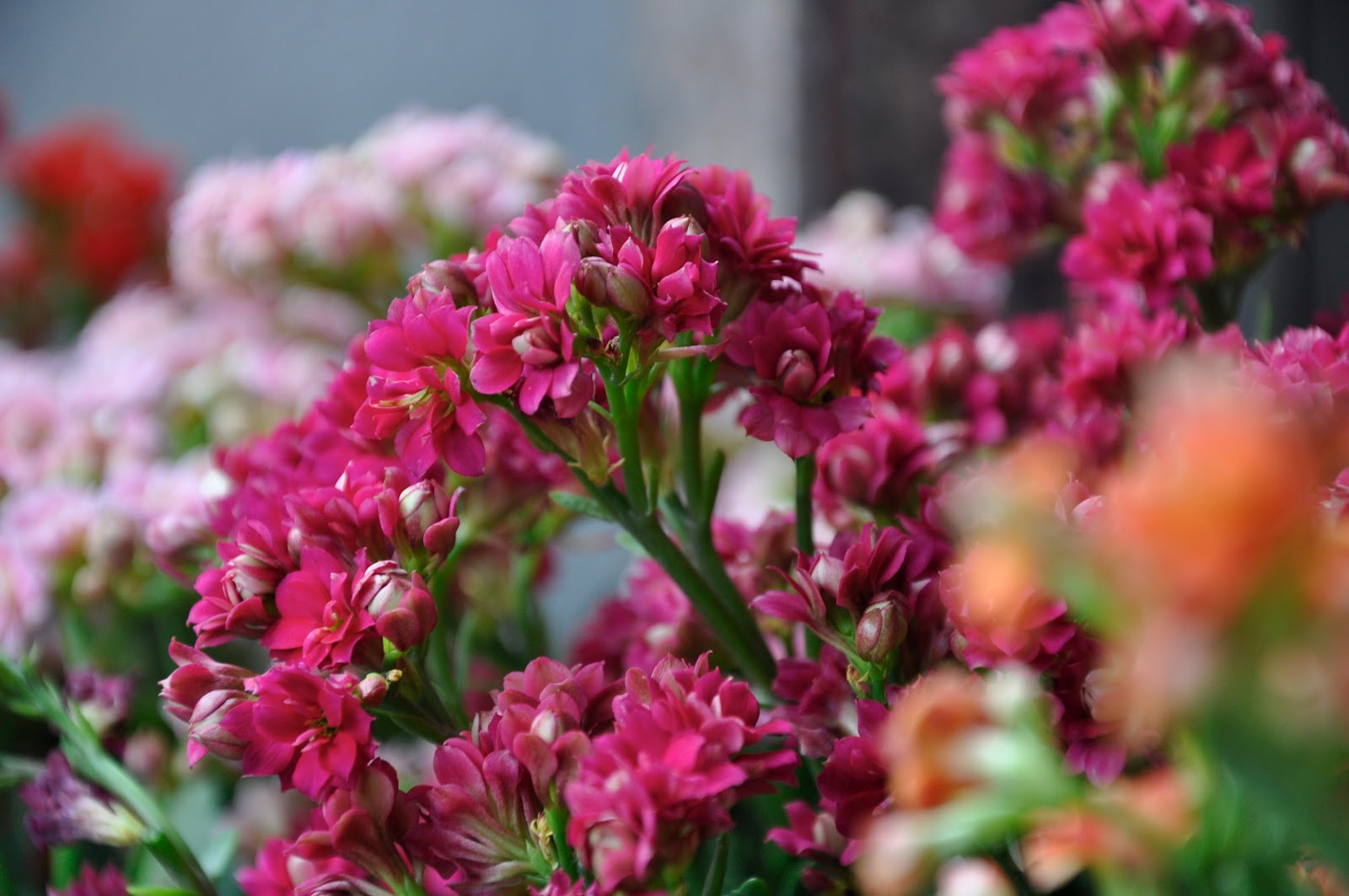 Flowers of the Earth chinese new year flowers