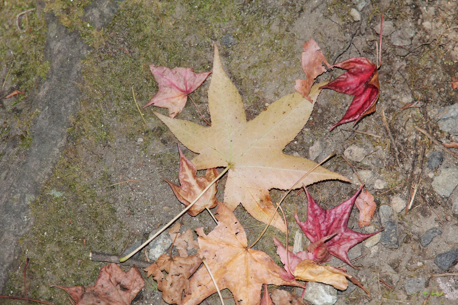 林公子生活遊記 九州由布院紅葉岳本公園金鱗湖旁滿滿紅葉的小公園