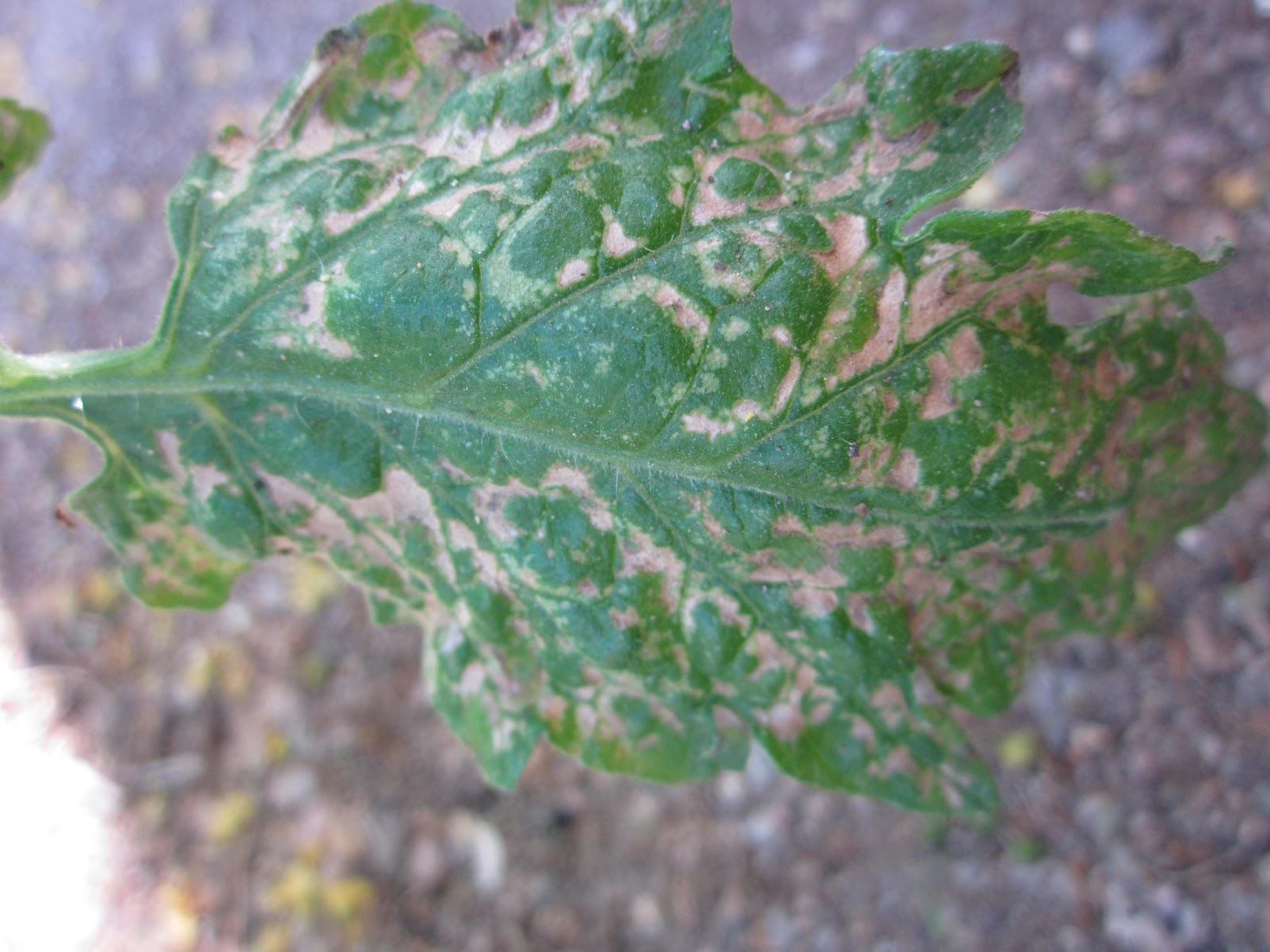 Taste is Trump. Garden Journal {Bug Solution}