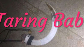 √ [SIUNG] Khasiat Dari Taring Babi Yang Bertuah