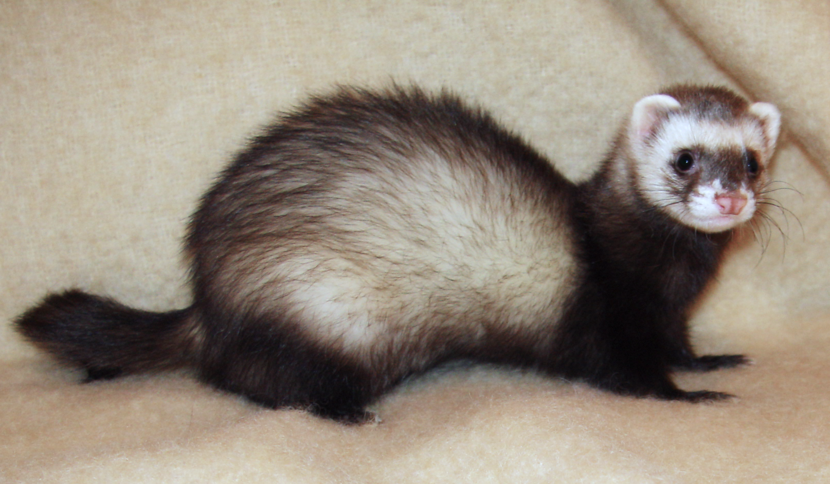 Are Ferrets dangerous? Mustela furo, European polecat