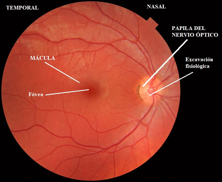 Склера анатомия. Ora serrata анатомия глаза. Macula lutea. Macula lutea. Macula lutea анатомия.