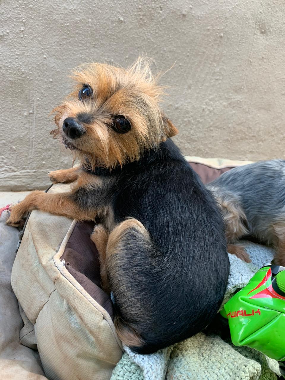 473 ALREADY ADOPTED! Gauteng, Pretoria 2 Yorkies needing new home