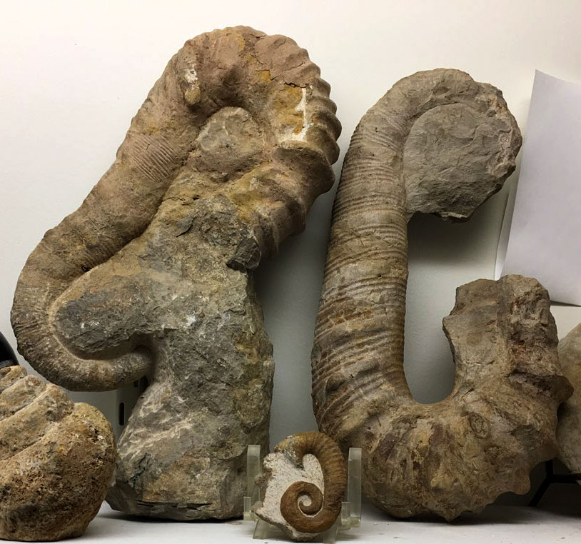Louisville Fossils and Beyond Ancyloceras Heteromorph Ammonite Fossils
