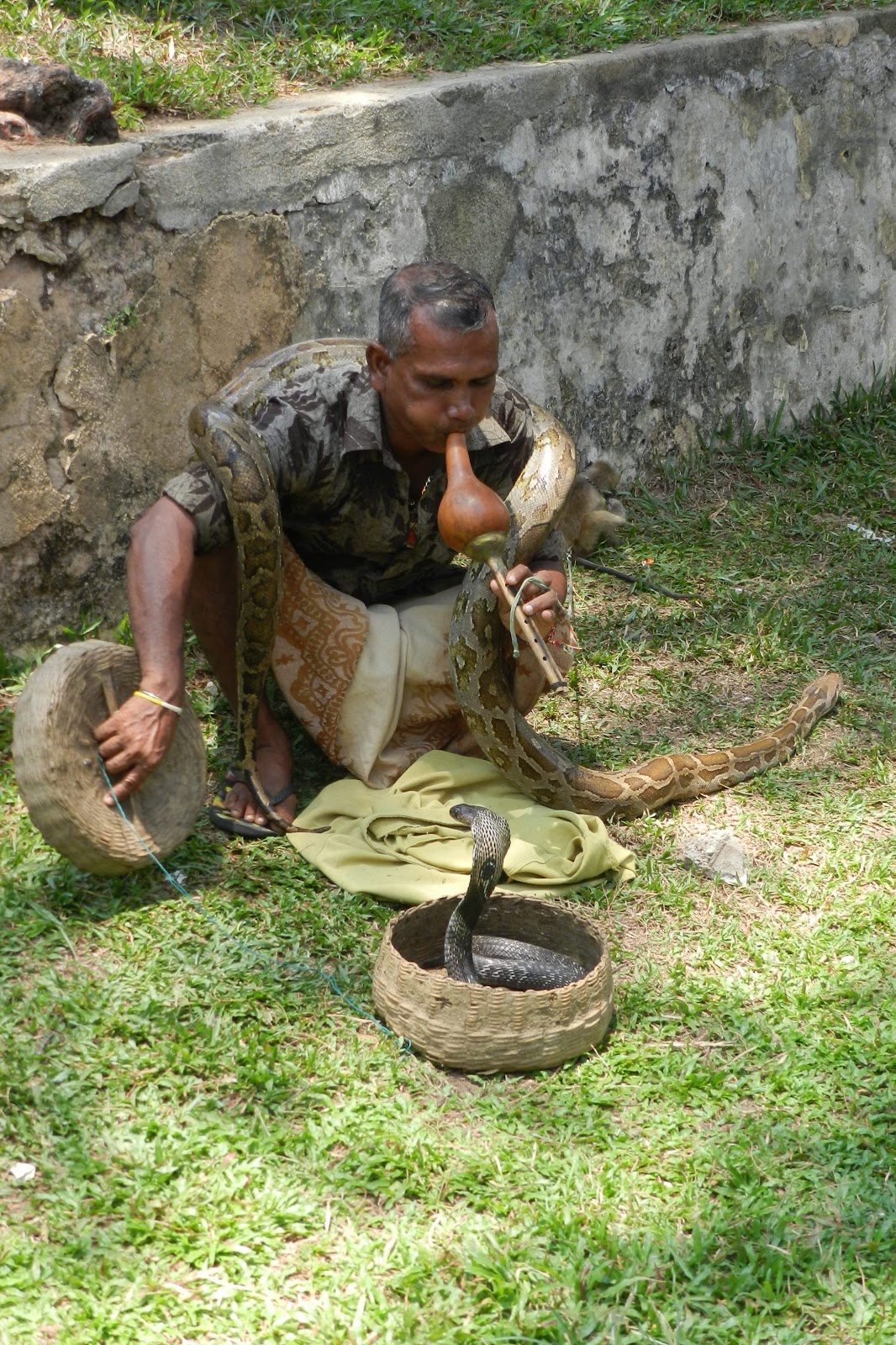 Sleepless in Singapore: A python, a cobra, and a monkey on a leash...in ...