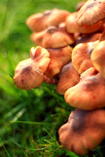 mushrooms in the grass, raindrops