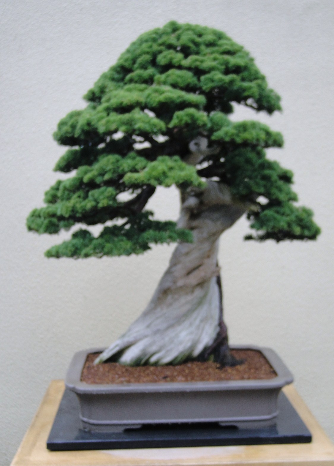 GardenEnvy Bonsai In Seattle Small Trees, Big Impact