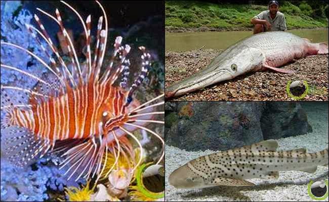 5 Ikan  yang memiliki Nama  Hewan  Lain Mata Internet Dunia