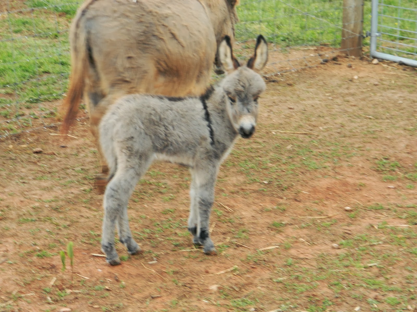 Hand Raising a Miniature Donkey Foal