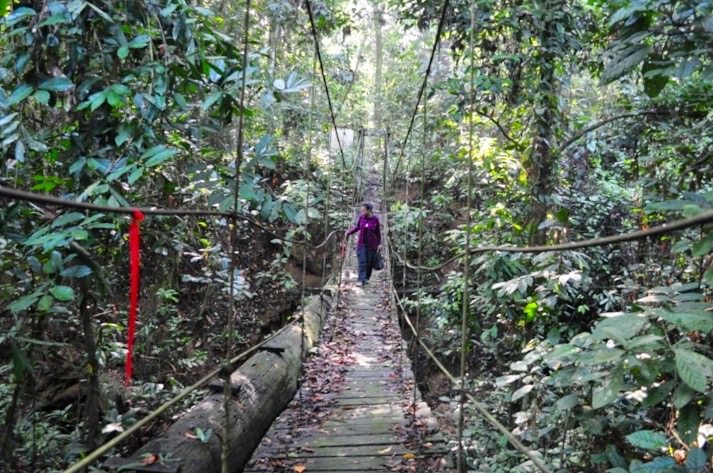 Orang Utan Dan Potret Kawasan Taman Nasional Kutai