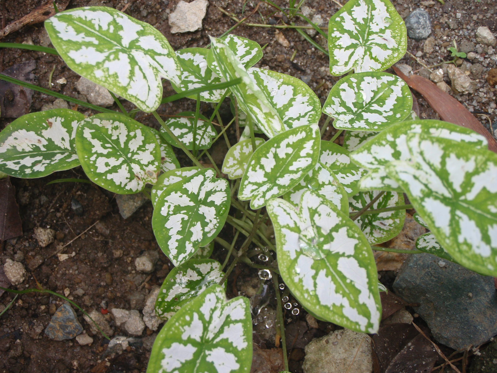 Jakie and the Beadstalk February 2012