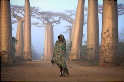 شجرة مدغشقر