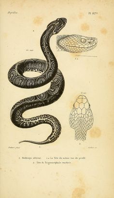 snake images