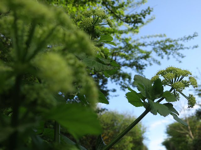 Alexanders flower. (Smyrnium olusatrum)