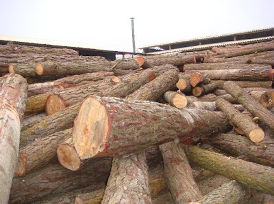 thủ tục nhập khẩu gỗ châu phi