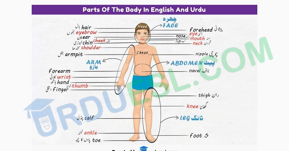 Municipal corporation urdu School No.55 Malegaon PARTS OF BODY