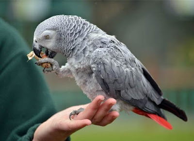 ÙØªÙجة Ø¨ØØ« Ø§ÙØµÙر Ø¹Ù Ø§Ø¶Ø§ÙØ© ØÙض استØÙ
اÙ
ÙÙÙØµ Ø§ÙØ¨Ø¨ØºØ§Ø¡