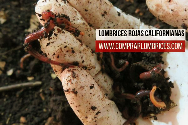 lombrices rojas californianas comprar