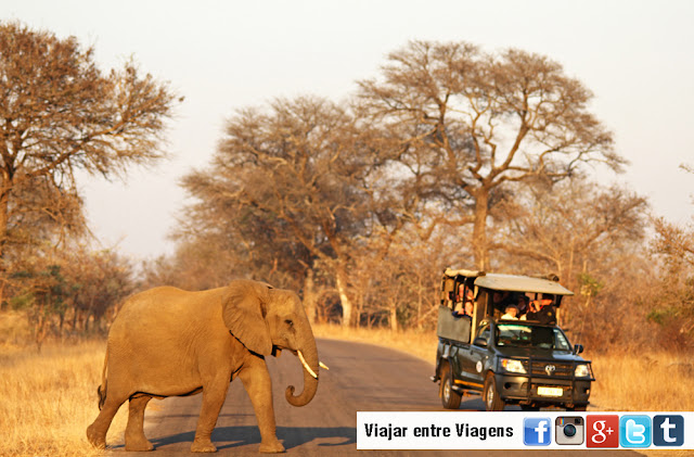 SAFARI NO KRUGER - Tudo o que precisa saber para um Safari no Parque Nacional de Kruger | África do Sul