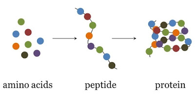 Nuovi elementi nascita vita sulla Terra: peptidi
