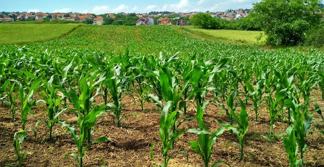 Great Ways in Choosing Successful Cropping System