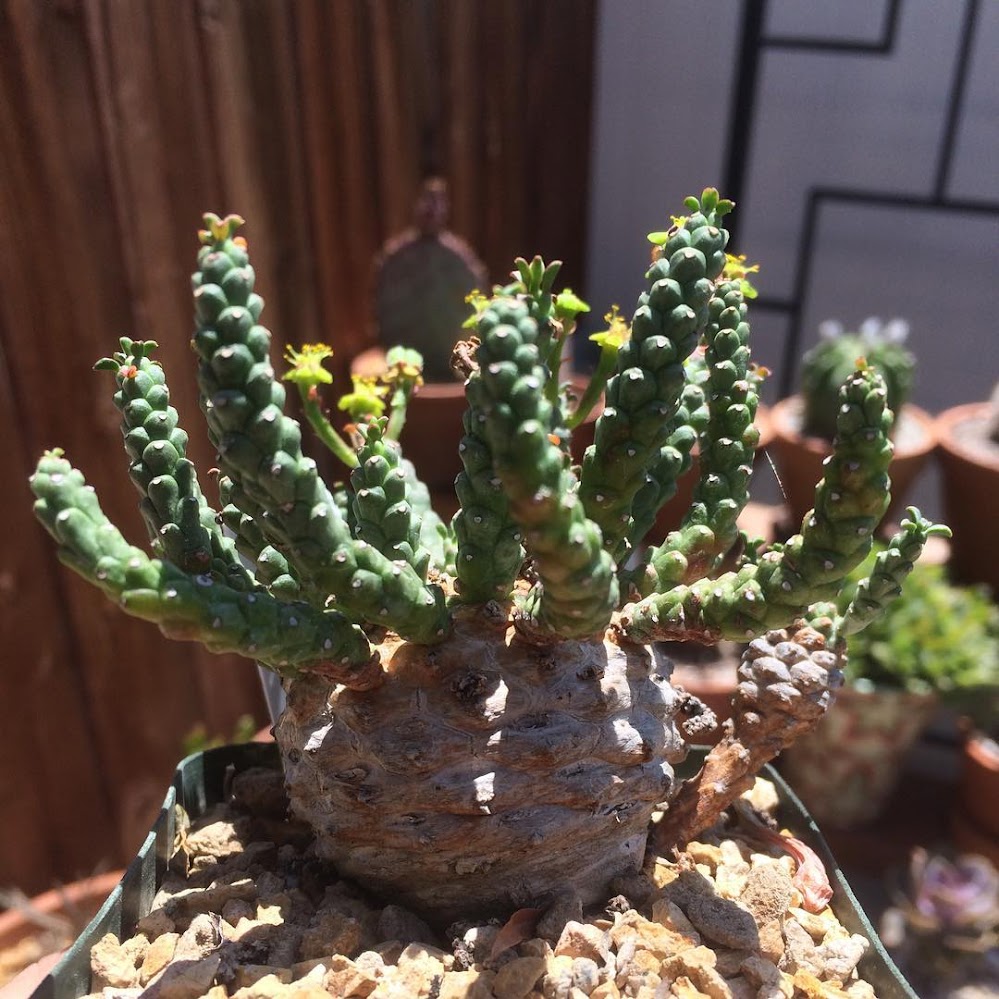 fPdecor_Euphorbia-Caput-Medusae