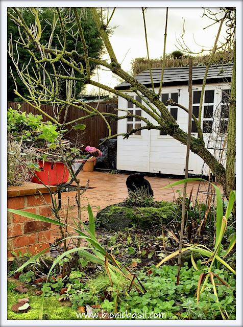 Catmint Cropping with Parsley ©BionicBasil® The Pet Parade 383