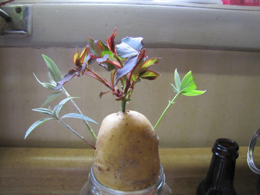 How to propagate cuttings with a potato?