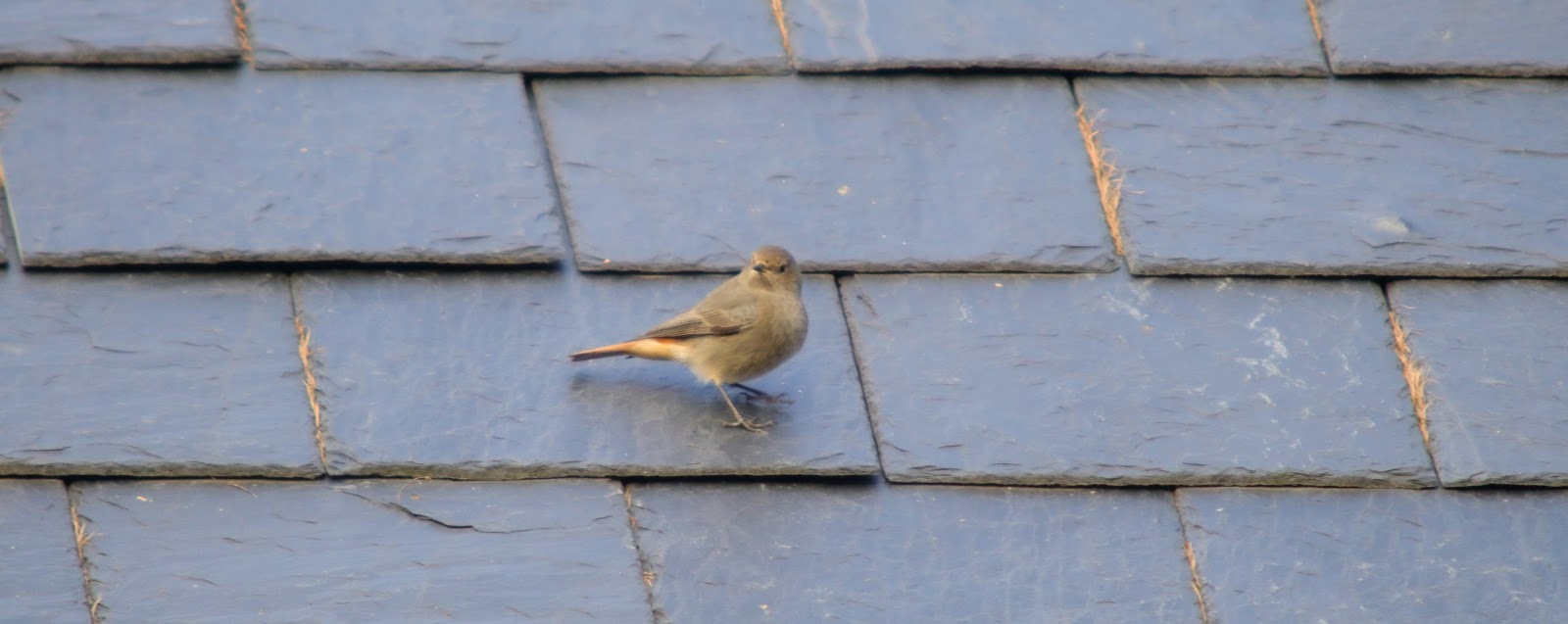 Oxon Birding Blog Old Chalford Barns, 11th February