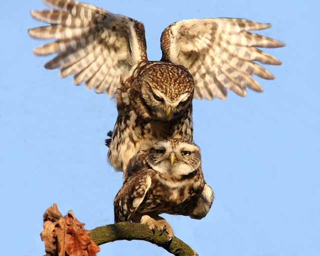 Owl Sex 75