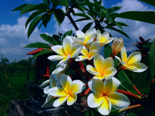 Sweet Frangipani Flowers In The Field