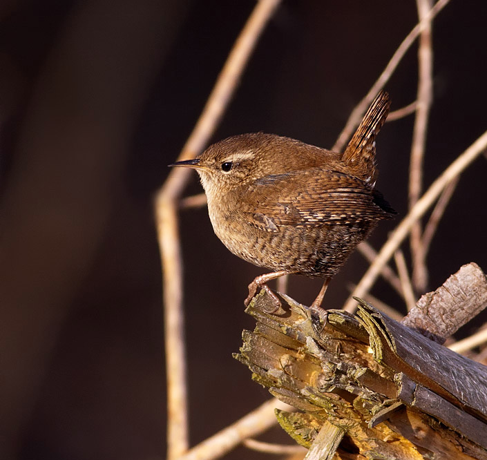 Bev's Nature Blog Winter Wren