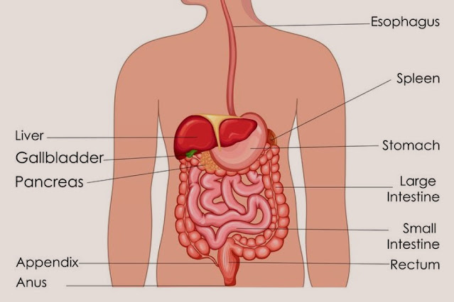 How to Maintain a Healthy Digestive System