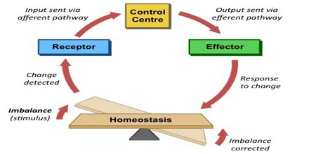 Human Anatomy and Physiology (Theory)