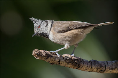 Mallerenga emplomallada (Lophophanes cristatus)