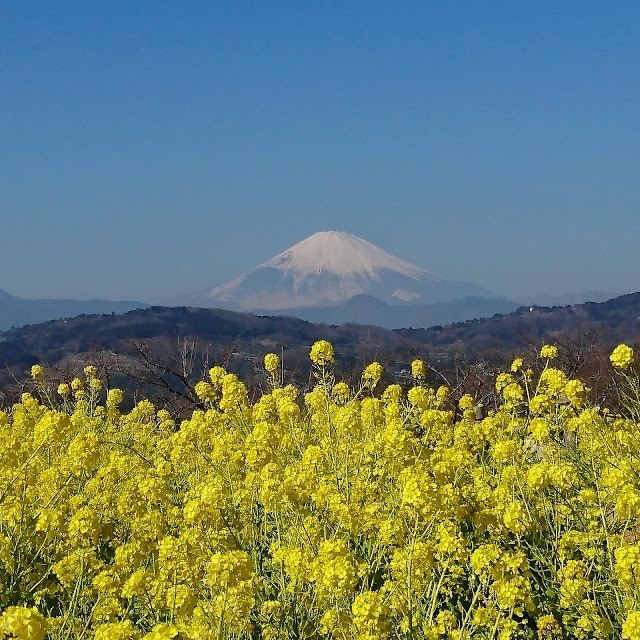 二宮　吾妻山公園　菜の花　富士山