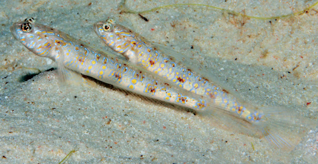 Ikan Shrimpgoby