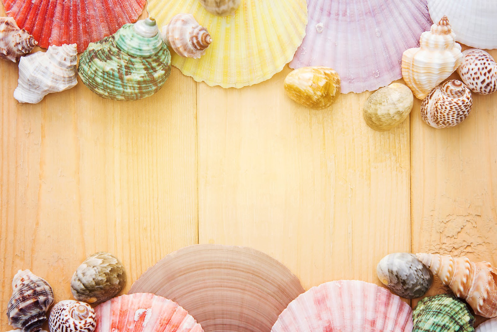 Art Background Board Clam