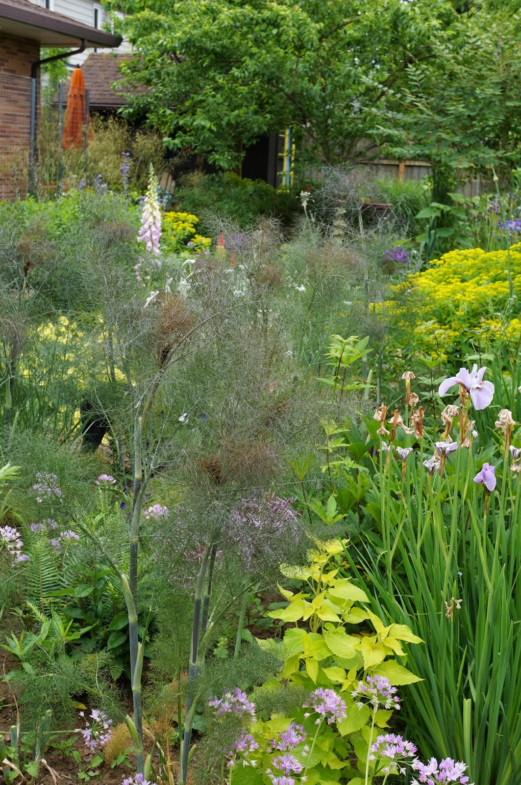 Whatsitgarden Bronze Fennel...