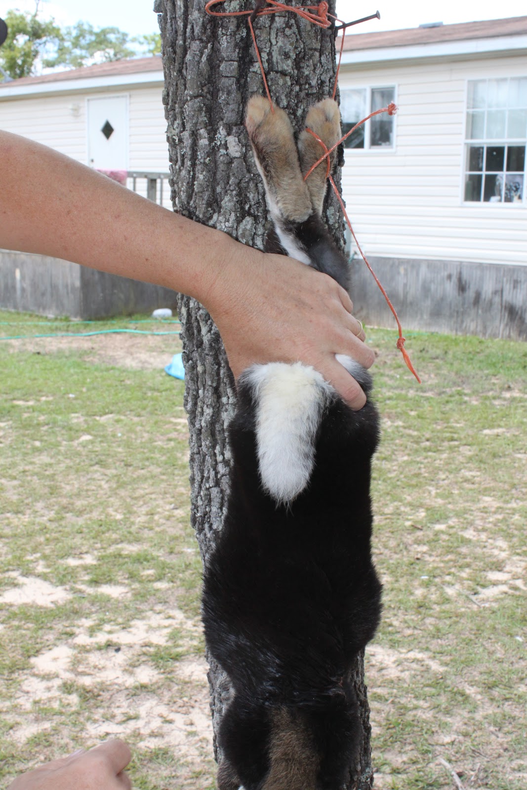 Homestead Life How To Skin a Rabbit