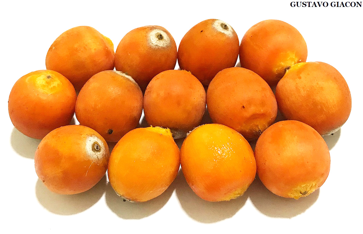 Viveiro Ciprest Plantas Nativas e Exóticas