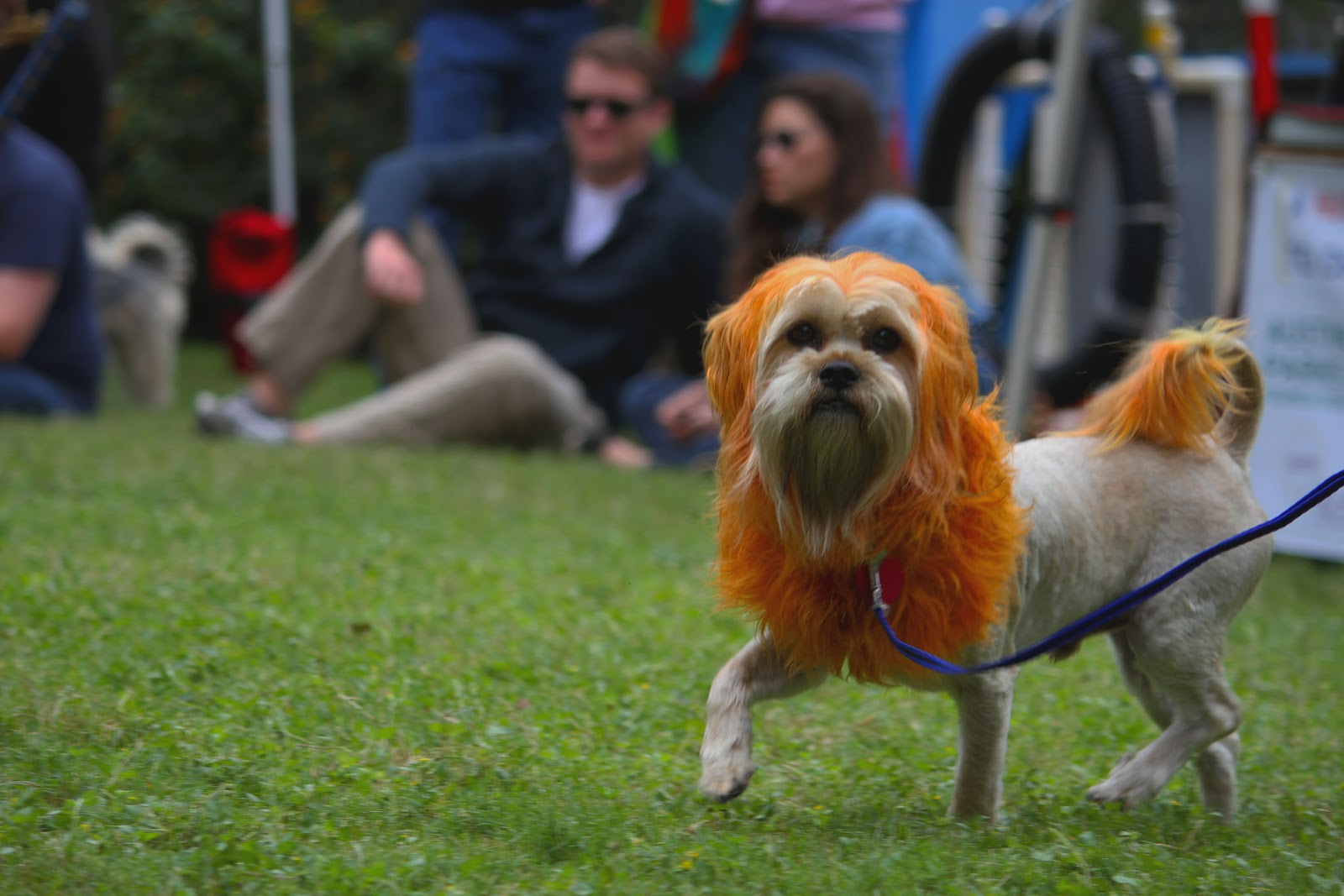 Miriam Rousseau Midtown MuttMinster Dog Show