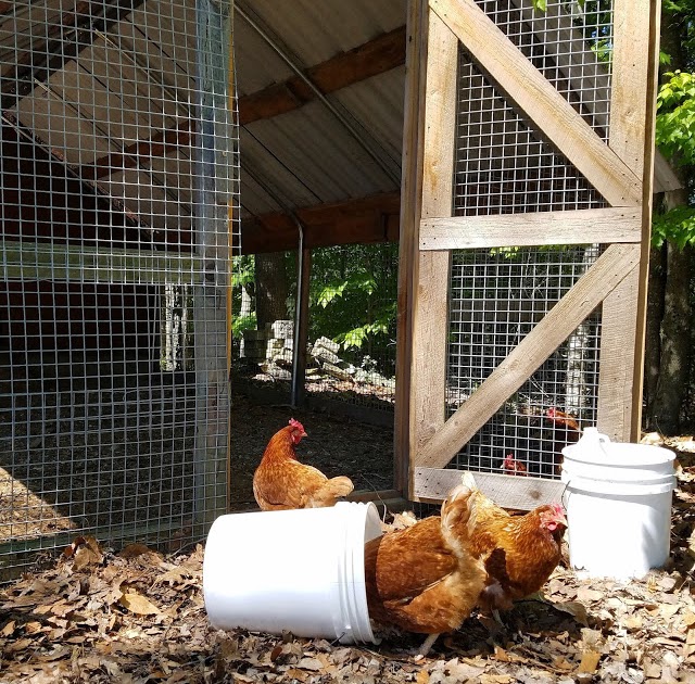 Chicken Coop Decor for the Posh Flock - Fresh Eggs Daily® with Lisa Steele