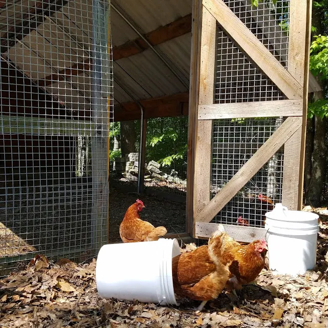 How Much Space Do Chickens Need? Fresh Eggs Daily® with Lisa Steele