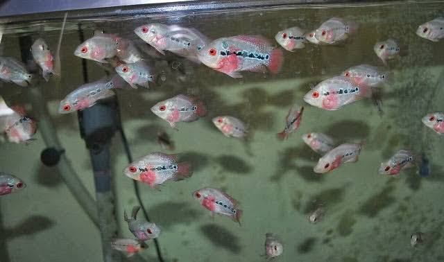 Sekilas Tentang Cara Budidaya Ikan Louhan Amphilophus