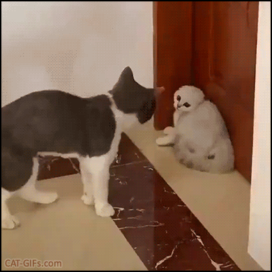 Funny kitten GIF • Crazy kitty ready to fight in a weird position! Brave and fearful at the same time... Funny kitten GIF • Crazy kitty ready to fight in a weird position! Brave and fearful at the same time...