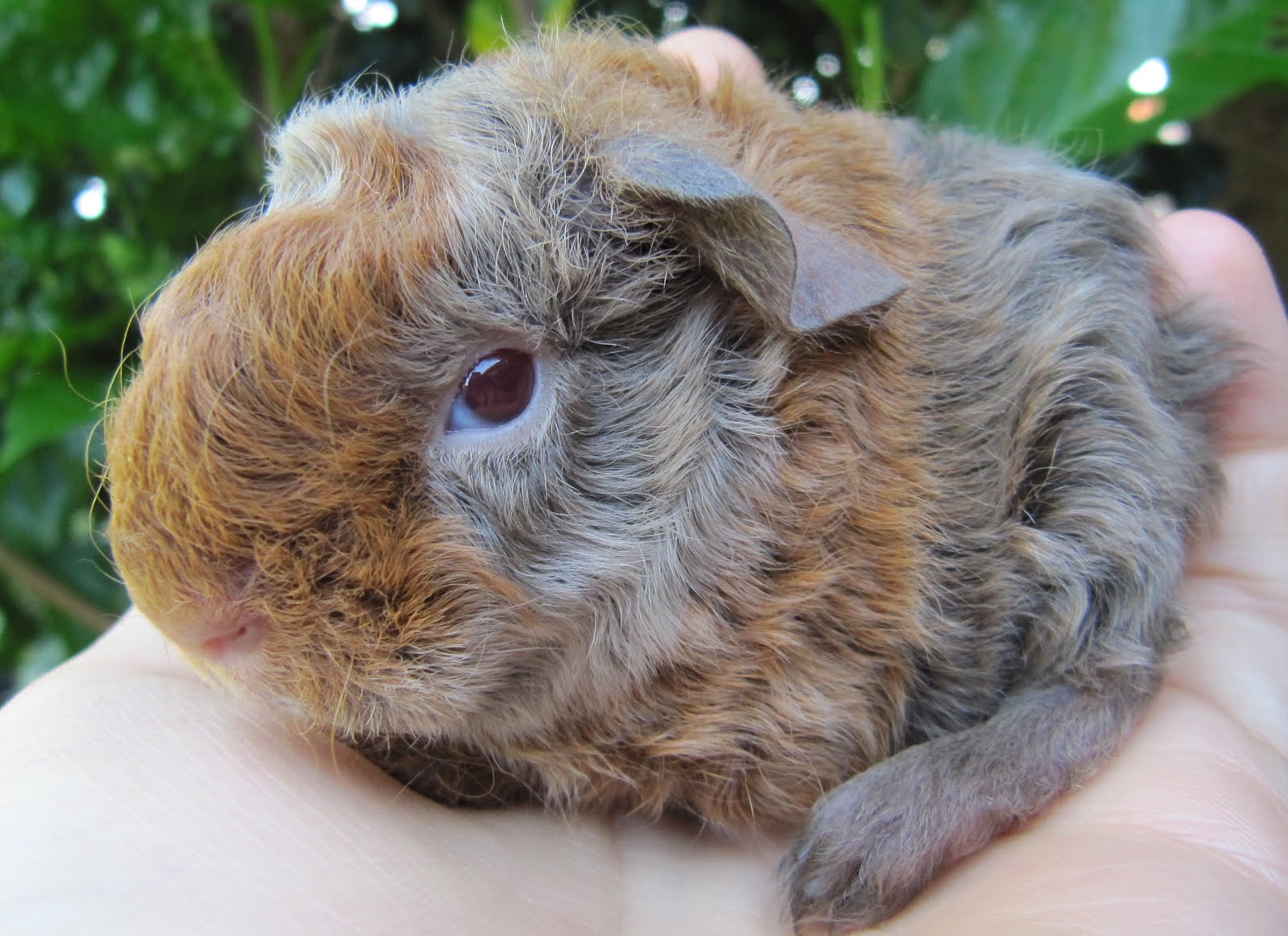 All Things Guinea Pig Zinnia's Babies, a late night surprise!