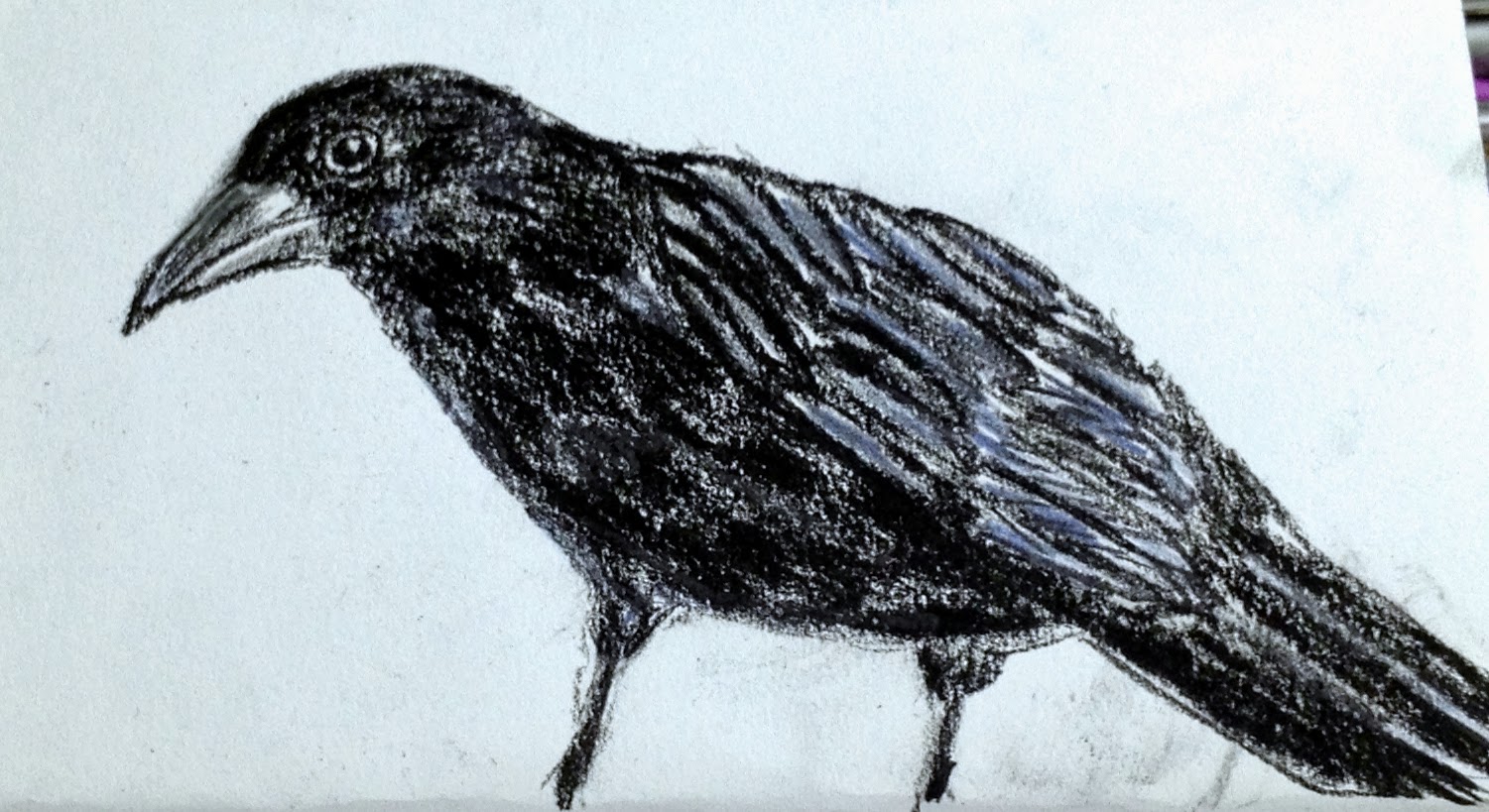 The Queen of Creativity A Crow Landed on My Desk Today