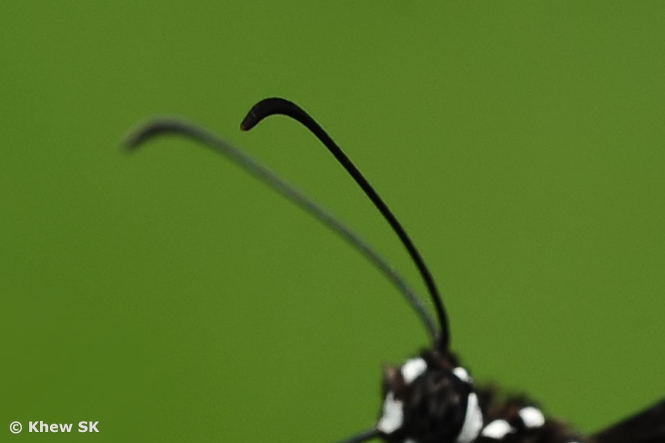 Butterflies of Singapore The Butterfly Antennae